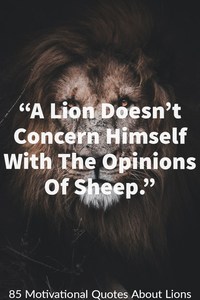 85 Inspirations Quotes About Lions Lion Quotes Motivation