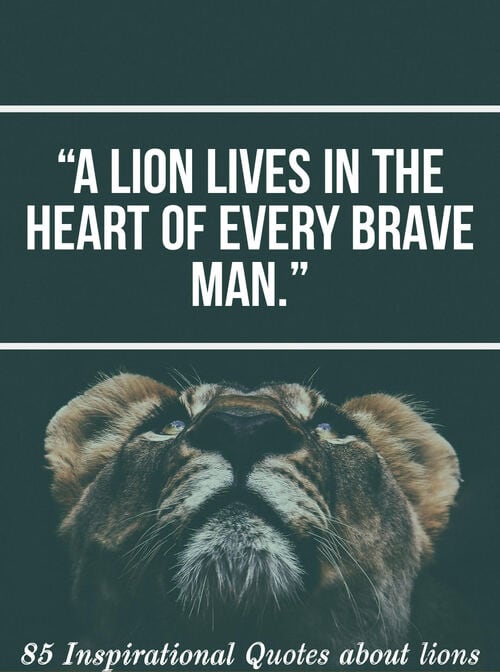 85 Inspirations Quotes About Lions Lion Quotes For Motivation