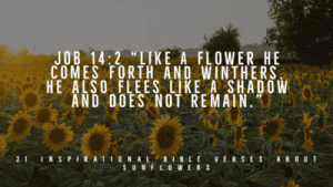 21 Inspirational Bible Verses About Sunflowers (Epic Quotes)