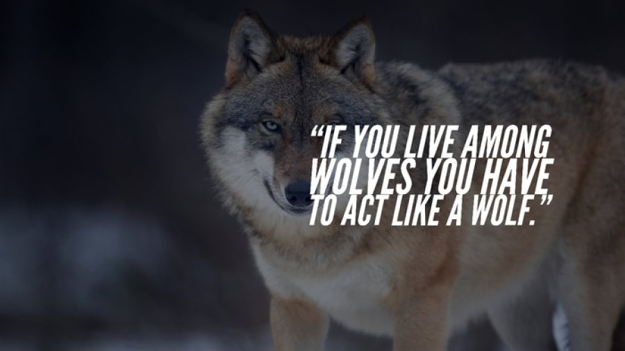 act-wolf