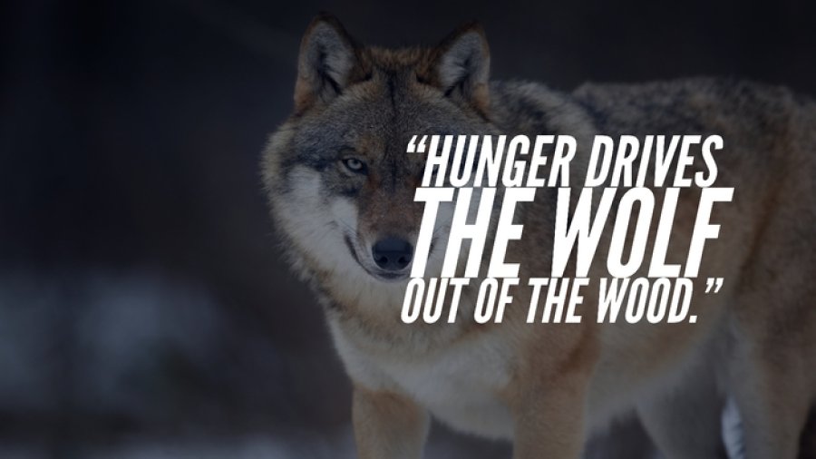 hunger-wolves