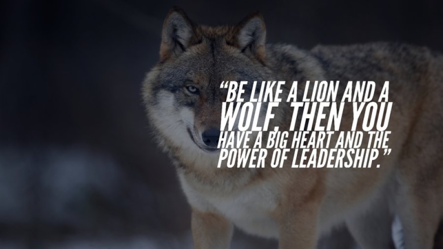 leadership-wolves