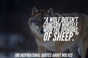 105 Inspirational Quotes About Wolves And Strength (Best)