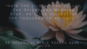 25 Beautiful Bible Verses About Lilies Of The Field (Valley)