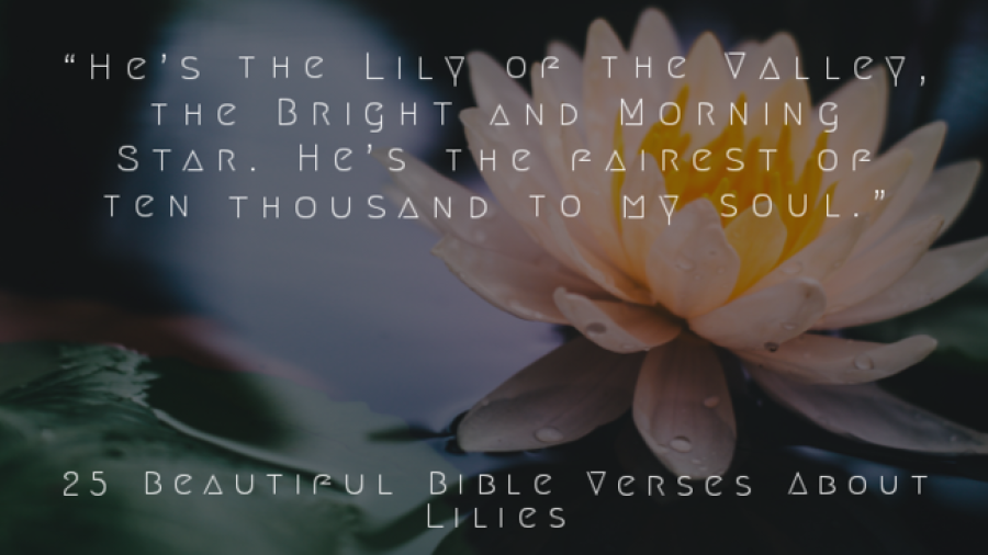 25 Beautiful Bible Verses About Lilies Of The Field (Valley)