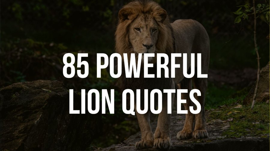 Powerful lion quotes about life and strength
