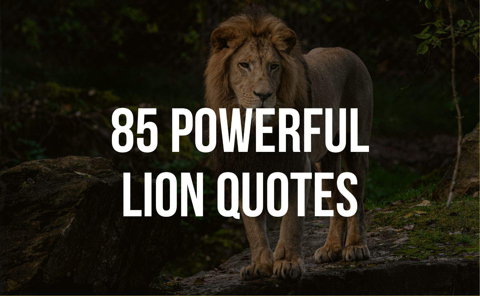 king and queen lion quotes