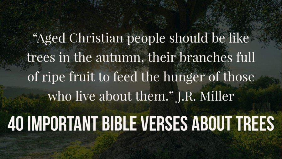 40 Important Bible Verses About Trees