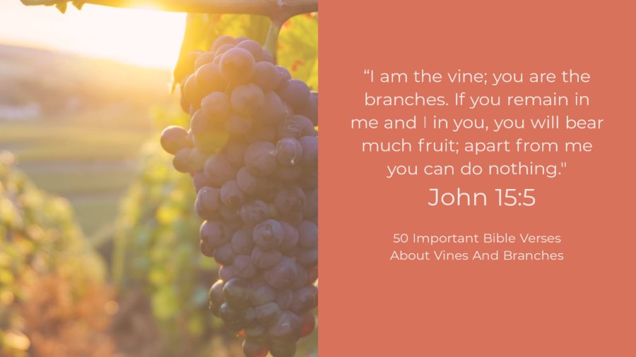 50 Important Bible Verses About Vines and Branches 